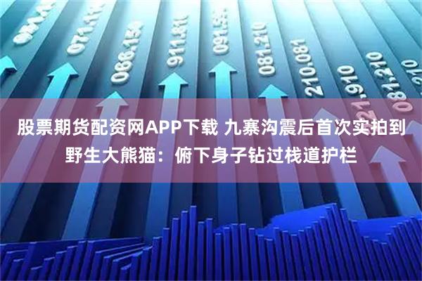 股票期货配资网APP下载 九寨沟震后首次实拍到野生大熊猫：俯下身子钻过栈道护栏