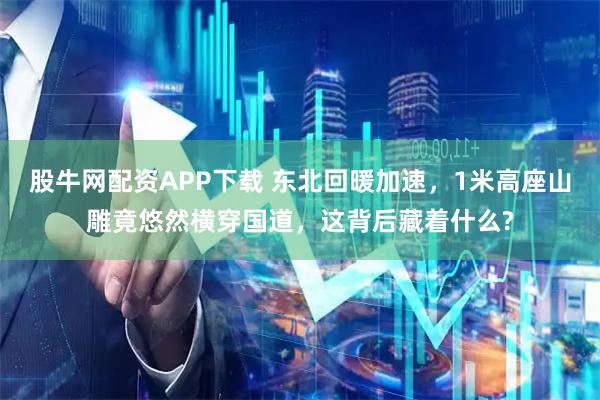 股牛网配资APP下载 东北回暖加速，1米高座山雕竟悠然横穿国道，这背后藏着什么?