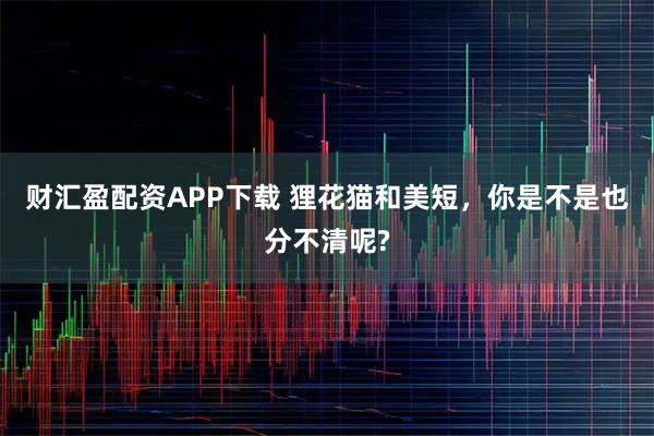 财汇盈配资APP下载 狸花猫和美短，你是不是也分不清呢?