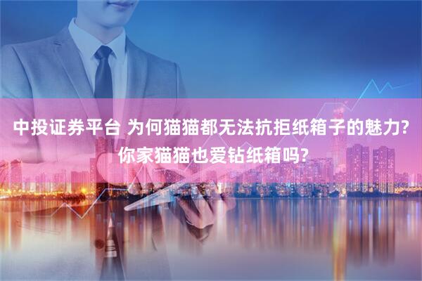 中投证券平台 为何猫猫都无法抗拒纸箱子的魅力? 你家猫猫也爱钻纸箱吗?